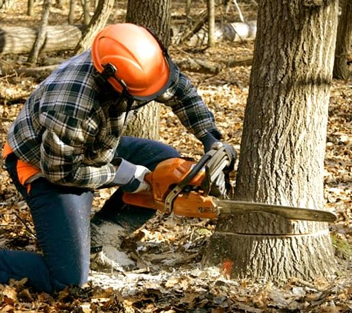 Tree Removal in Wheaton, MO